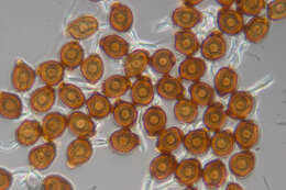 Image of Uromyces appendiculatus (Pers.) Link 1816