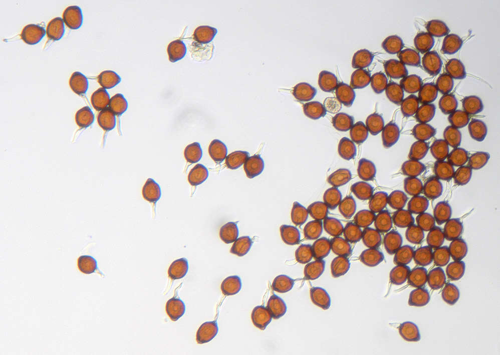 Image of Uromyces appendiculatus (Pers.) Link 1816