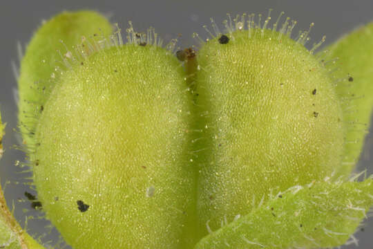 Image of Green field-speedwell