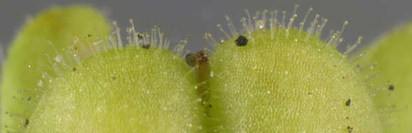 Image of Green field-speedwell