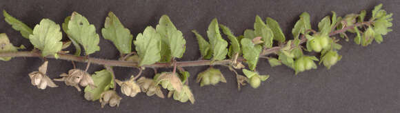 Image of Green field-speedwell