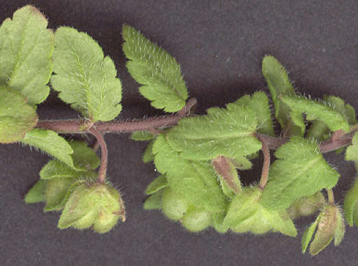 Image of Green field-speedwell