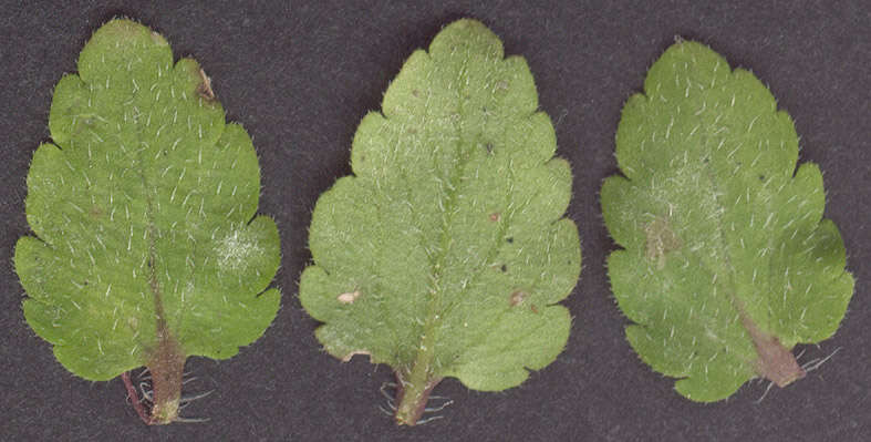 Image of Green field-speedwell