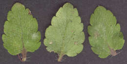 Image of Green field-speedwell