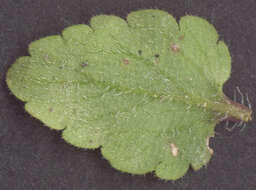 Image of Green field-speedwell