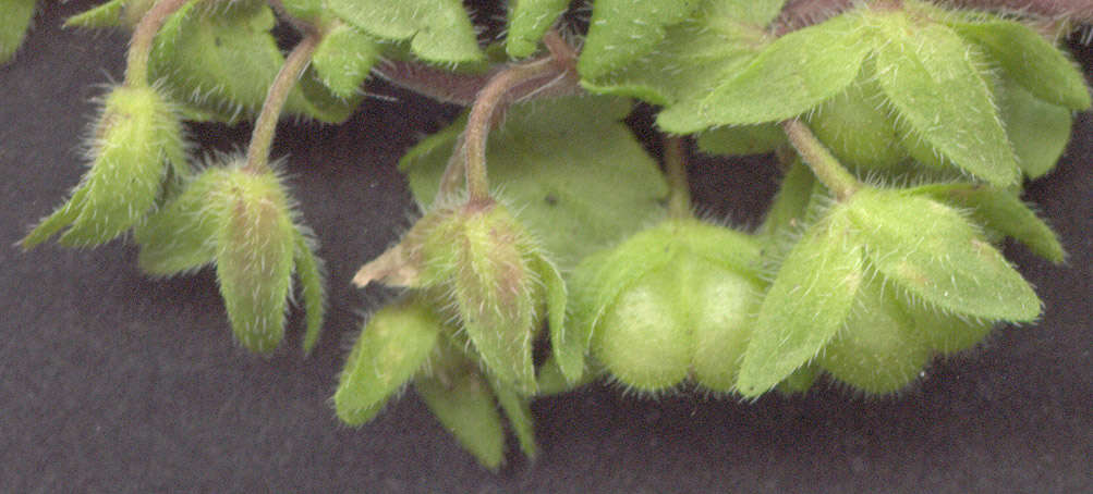 Image of Green field-speedwell