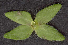 Image of Green field-speedwell