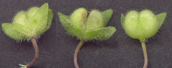 Image of Green field-speedwell