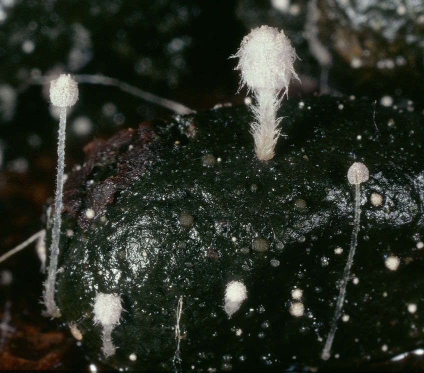 Image de Coprin des crottes