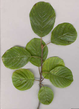 Image of Alder Buckthorn