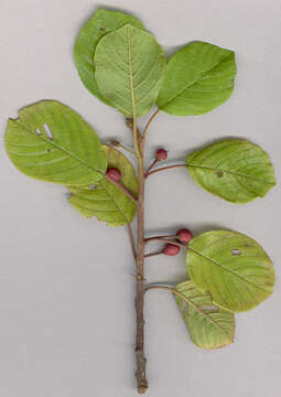 Image of Alder Buckthorn