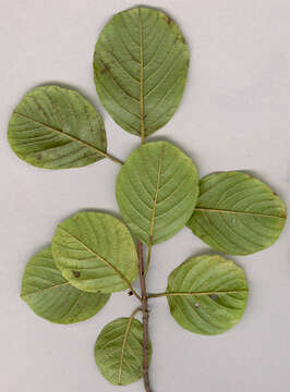 Image of Alder Buckthorn