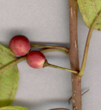 Image of Alder Buckthorn