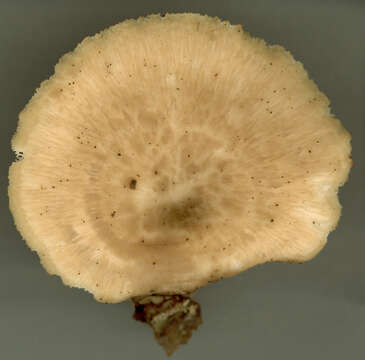 Image of Polyporus tuberaster (Jacq. ex Pers.) Fr. 1821