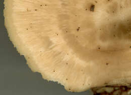 Image of Polyporus tuberaster (Jacq. ex Pers.) Fr. 1821