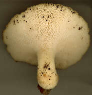 Image of Polyporus tuberaster (Jacq. ex Pers.) Fr. 1821