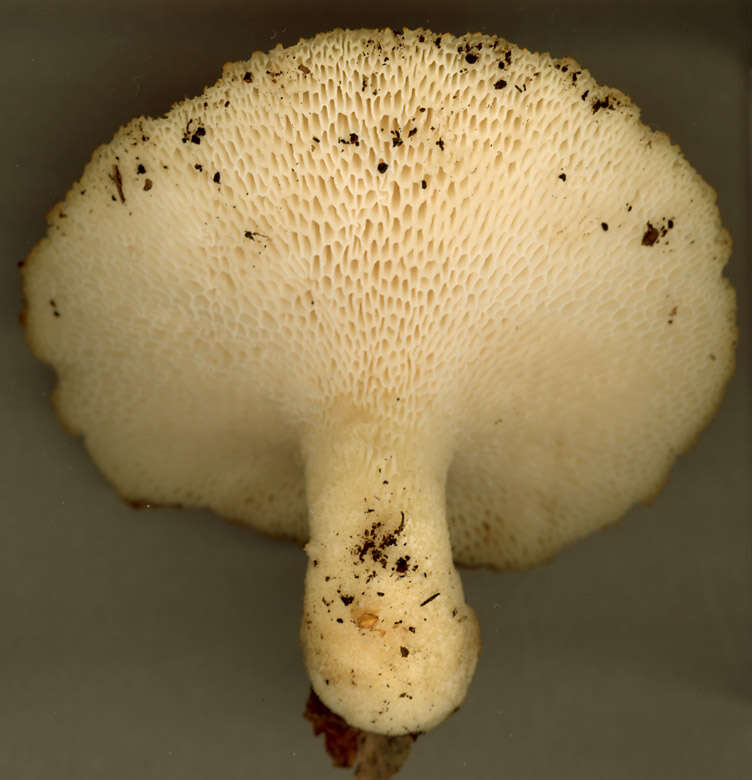 Image of Polyporus tuberaster (Jacq. ex Pers.) Fr. 1821