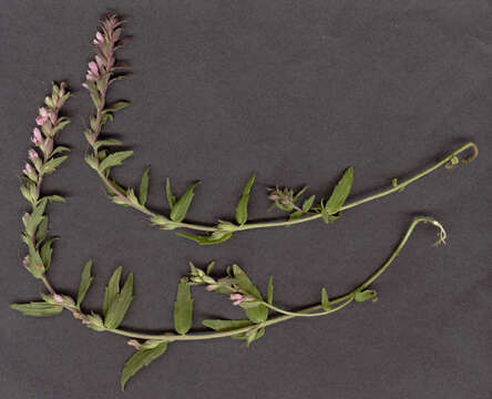 Image of red bartsia