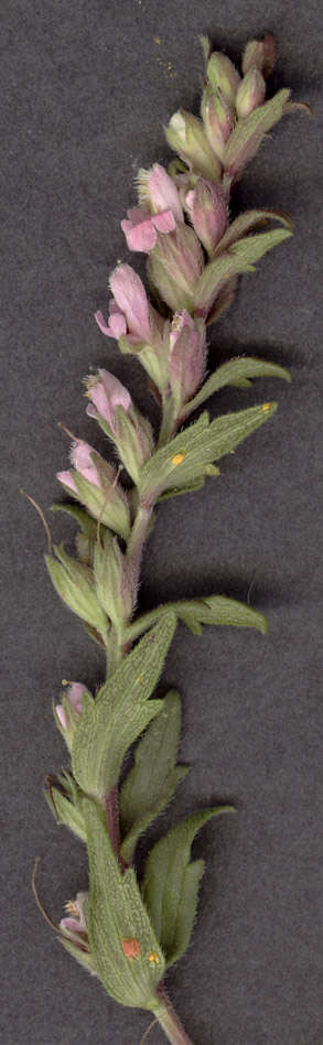 Image of red bartsia