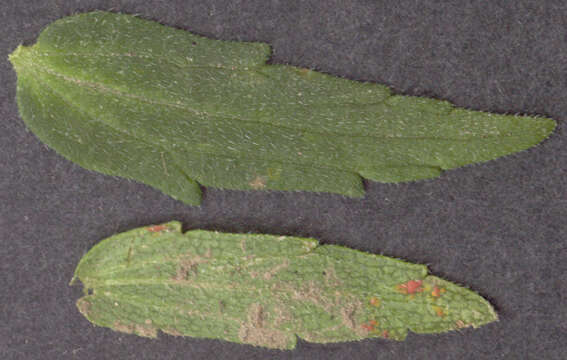 Image of red bartsia