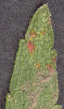 Image of red bartsia