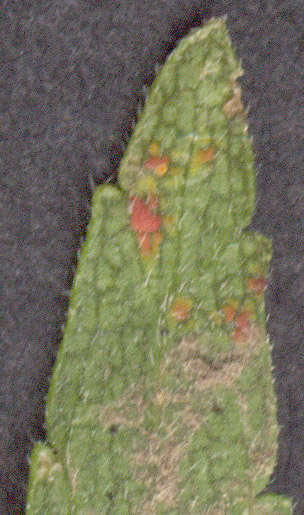 Image of red bartsia