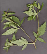 Image of Bidens tripartita subsp. tripartita