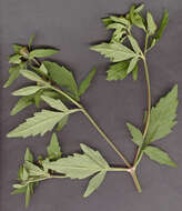 Image de Bidens tripartita subsp. tripartita