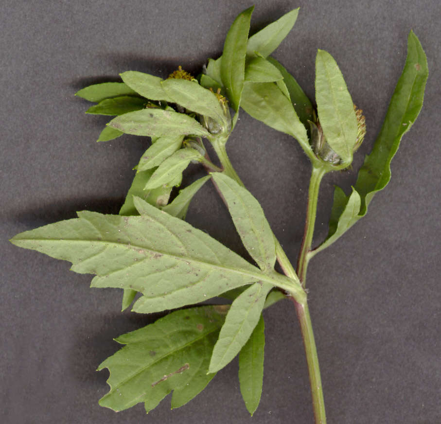 Image of Bidens tripartita subsp. tripartita