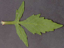 Image of Bidens tripartita subsp. tripartita