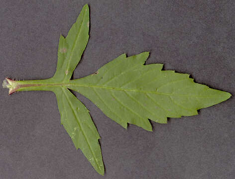 Image of Bidens tripartita subsp. tripartita