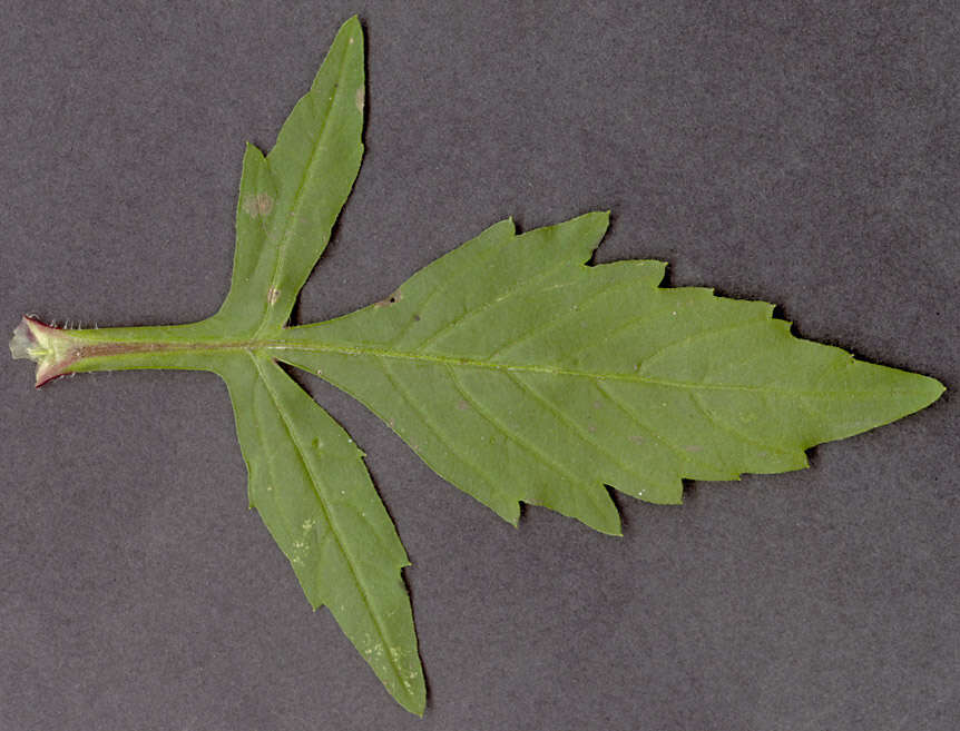 Image de Bidens tripartita subsp. tripartita