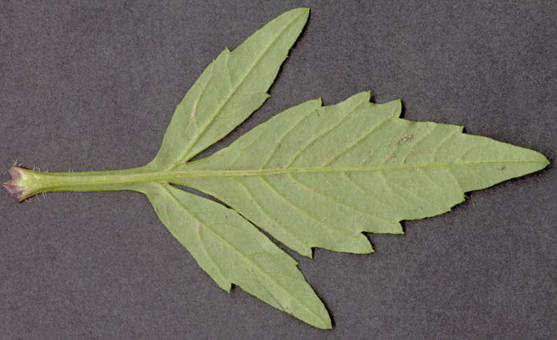 Image of Bidens tripartita subsp. tripartita