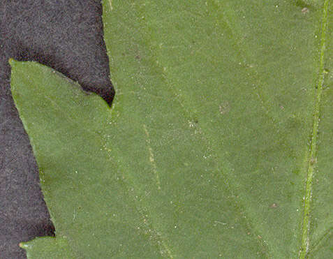 Image of Bidens tripartita subsp. tripartita