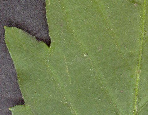 Image de Bidens tripartita subsp. tripartita