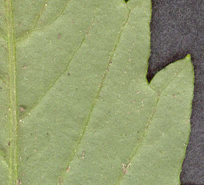 Image de Bidens tripartita subsp. tripartita