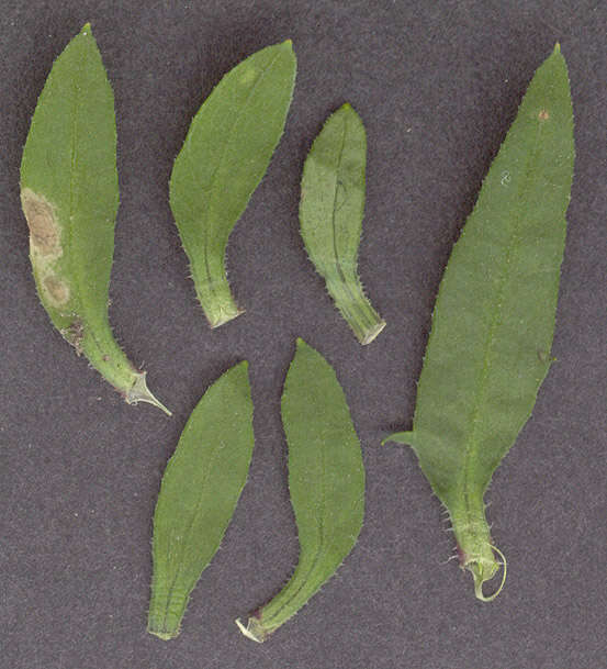 Image of Bidens tripartita subsp. tripartita