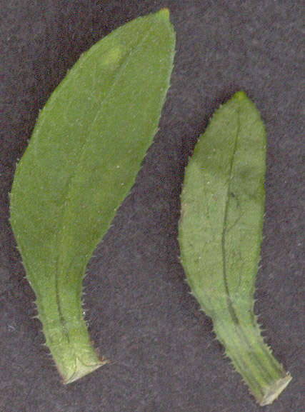 Image de Bidens tripartita subsp. tripartita