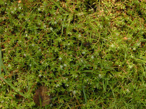 Image of new zealand pigmyweed