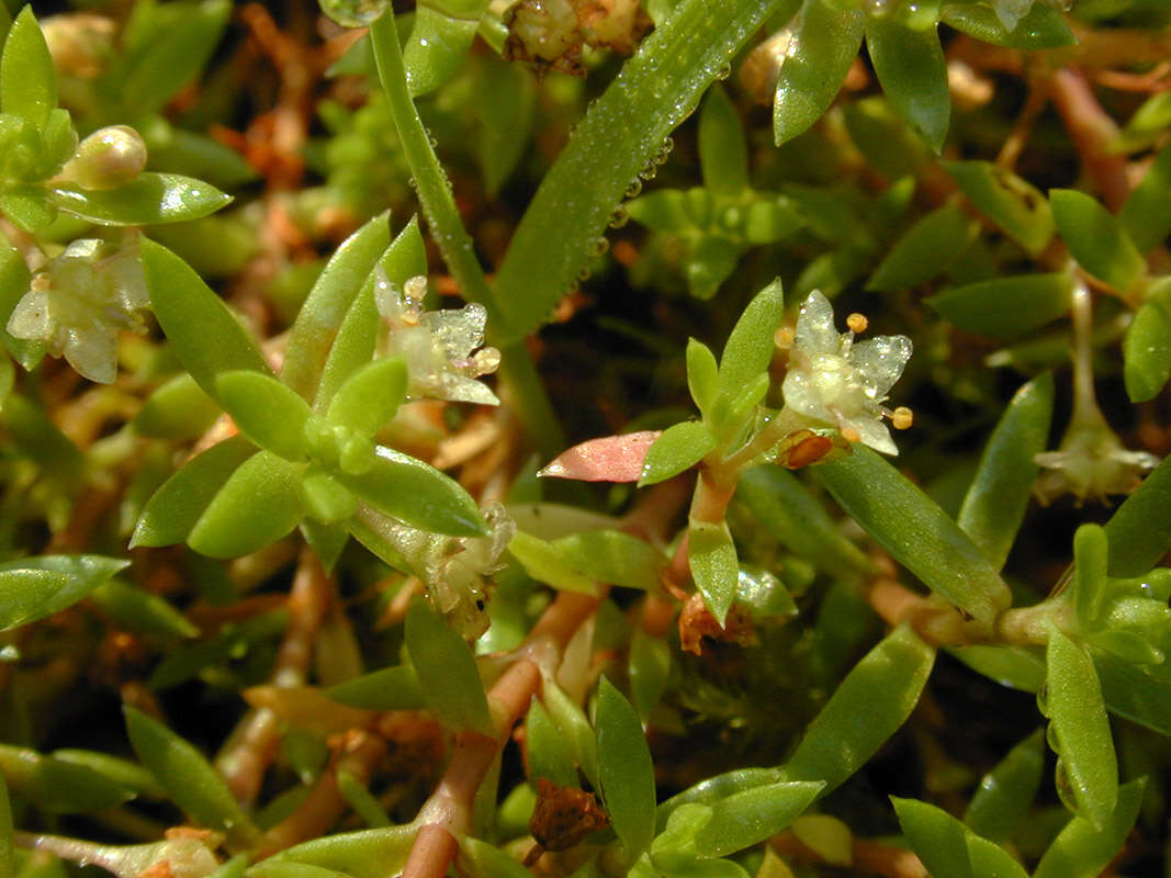 Слика од Crassula helmsii (Kirk) A. Berger