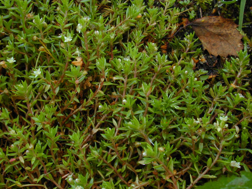 Crassula helmsii (Kirk) A. Berger resmi