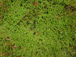 Image of new zealand pigmyweed