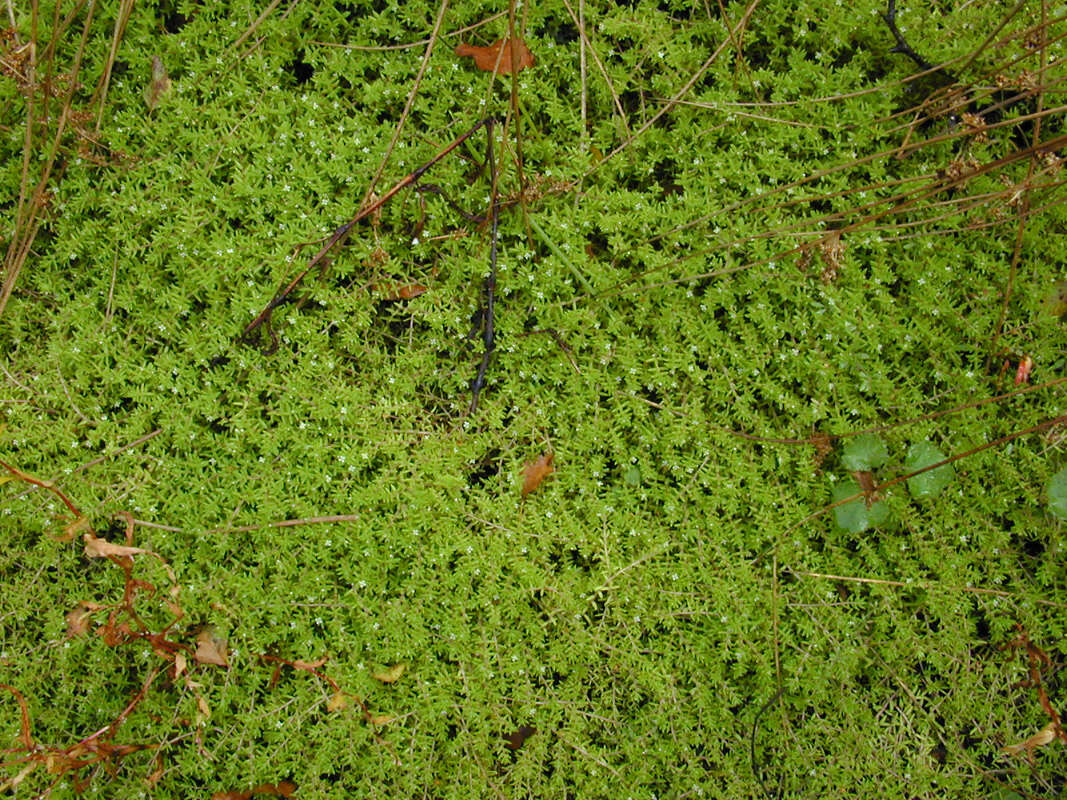 Слика од Crassula helmsii (Kirk) A. Berger