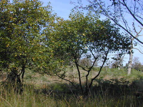 Image of Alder Buckthorn