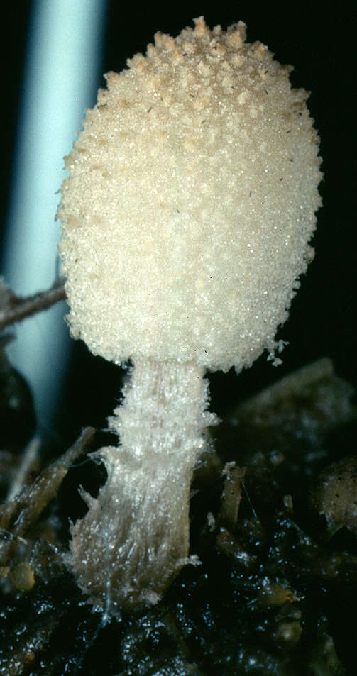 Image of Coprinopsis cordispora (T. Gibbs) Watling & M. J. Richardson 2010