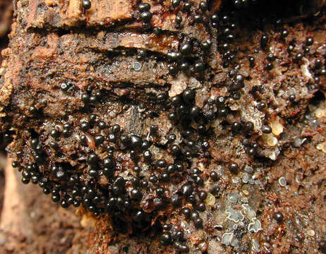 Image of Trichia botrytis