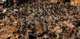Image of Trichia botrytis