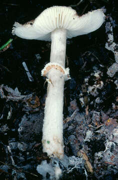 Lepiota subgracilis Kühner 1936 resmi