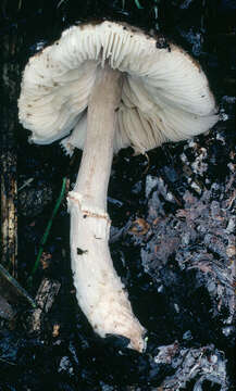 Lepiota subgracilis Kühner 1936 resmi