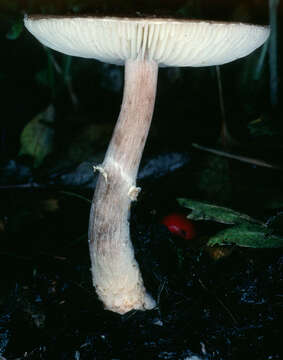 Lepiota subgracilis Kühner 1936 resmi